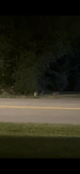 Found/Stray Female Dog last seen Near mcconville road, Lynchburg, VA 24502