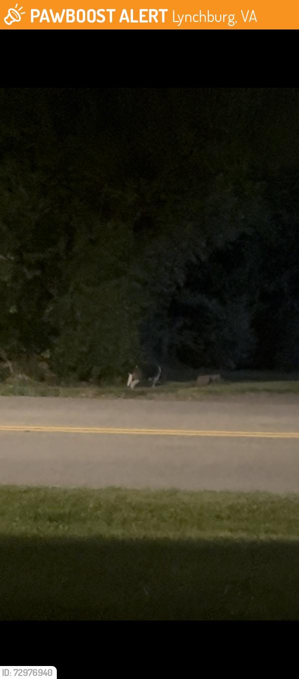 Found/Stray Female Dog last seen Near mcconville road, Lynchburg, VA 24502