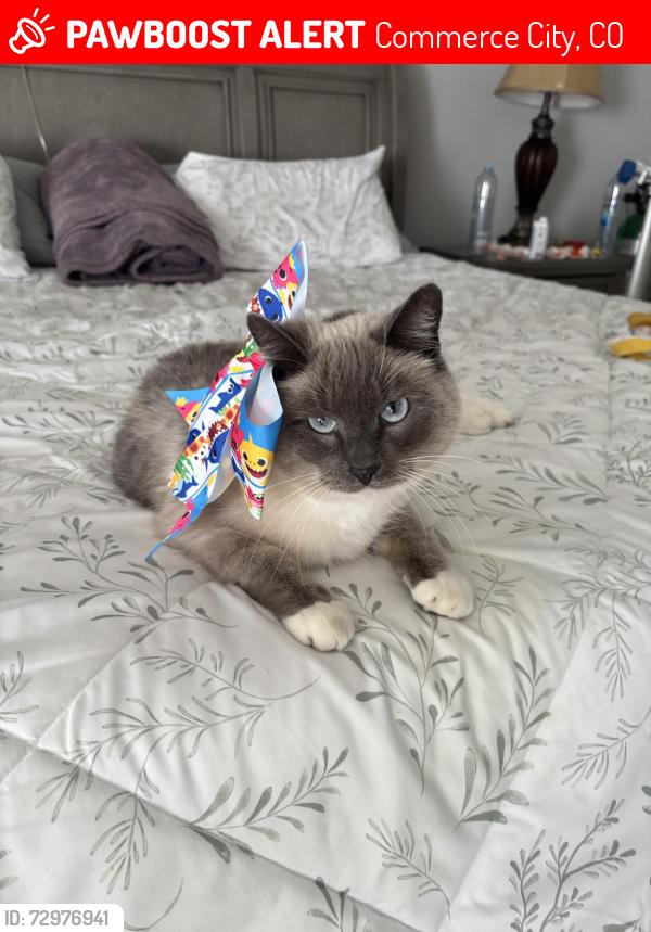 Lost Female Cat last seen King soopers in new commerce city on 104th, Commerce City, CO 80022