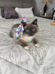 Lost Female Cat last seen King soopers in new commerce city on 104th, Commerce City, CO 80022