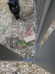 Lost Female Cat last seen 3rd and Howell, Las Cruces, NM 88005