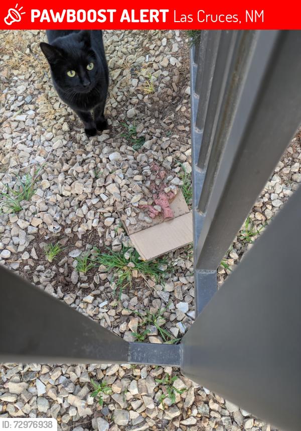Lost Female Cat last seen 3rd and Howell, Las Cruces, NM 88005