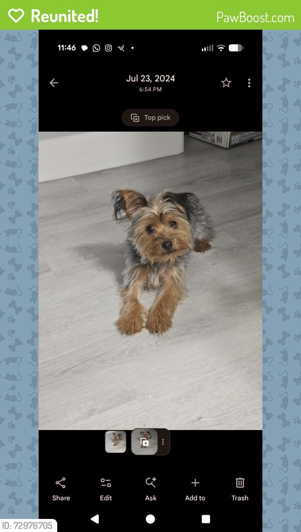 Reunited Male Dog last seen Ann rd / commerce , North Las Vegas, NV 89031