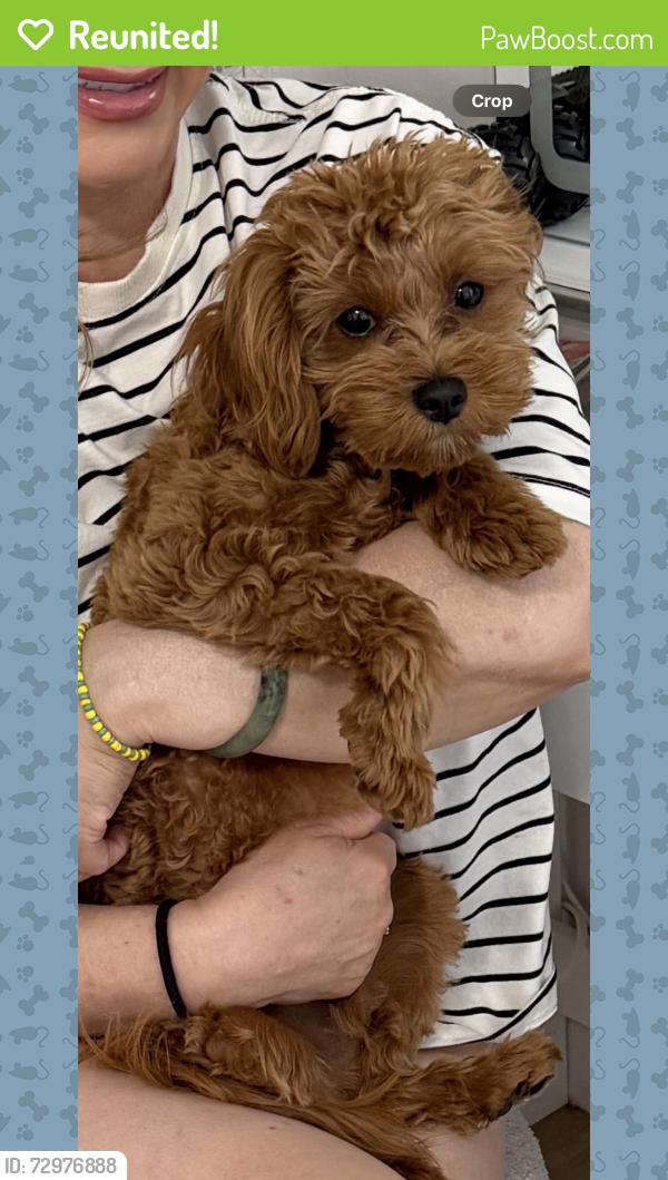 Reunited Male Dog last seen Rainbow and robindale , Enterprise, NV 89139