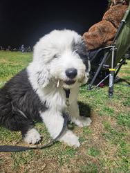 Reunited Male Dog last seen Oleander and baseline, Fontana, CA 92336
