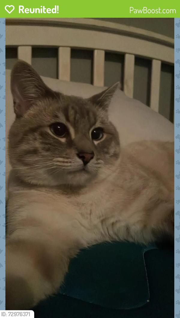 Reunited Male Cat last seen Kraft Street, North Hollywood, 91606 , Los Angeles, CA 91606