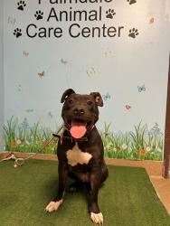 Shelter Stray Female Dog last seen , 38550 Sierra Hwy, Palmdale, CA 93550, USA