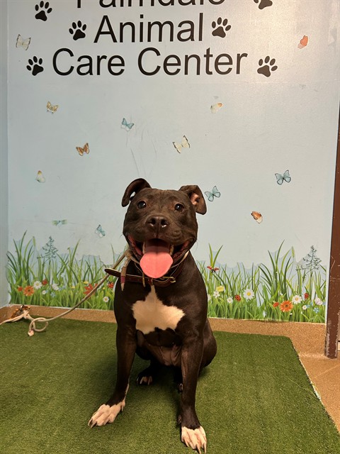 Shelter Stray Female Dog last seen , 38550 Sierra Hwy, Palmdale, CA 93550, USA