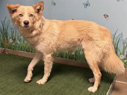 Shelter Stray Female Dog last seen , 38550 Sierra Hwy, Palmdale, CA 93550, USA