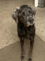 Reunited Female Dog last seen Water Valley Pkwy & Whitney Bay, Windsor, CO 80550