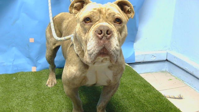 Shelter Stray Male Dog last seen , Gardena, CA 90248