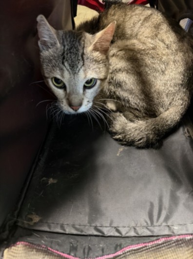 Shelter Stray Male Cat last seen , 14409 Vanowen St, Van Nuys, CA 91405, USA