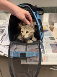 Shelter Stray Male Cat last seen , 14409 Vanowen St, Van Nuys, CA 91405, USA