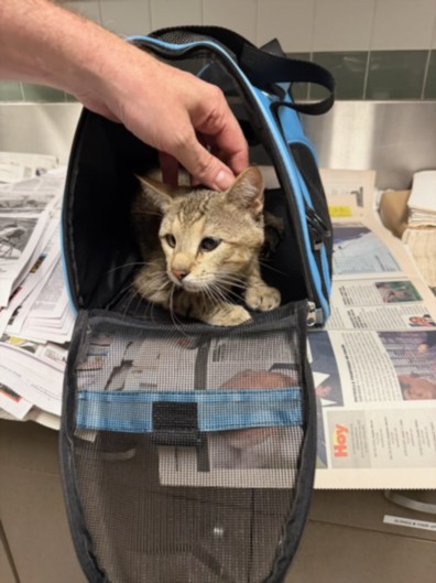 Shelter Stray Male Cat last seen , 14409 Vanowen St, Van Nuys, CA 91405, USA