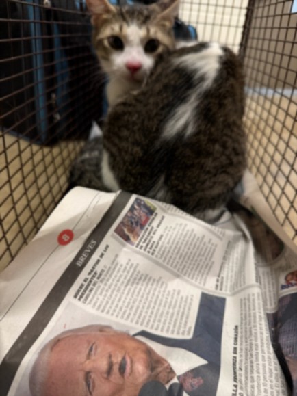 Shelter Stray Male Cat last seen , 14409 Vanowen St, Van Nuys, CA 91405, USA