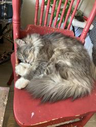 Lost Male Cat last seen Near the West Village dog park, Durham, NC 27701