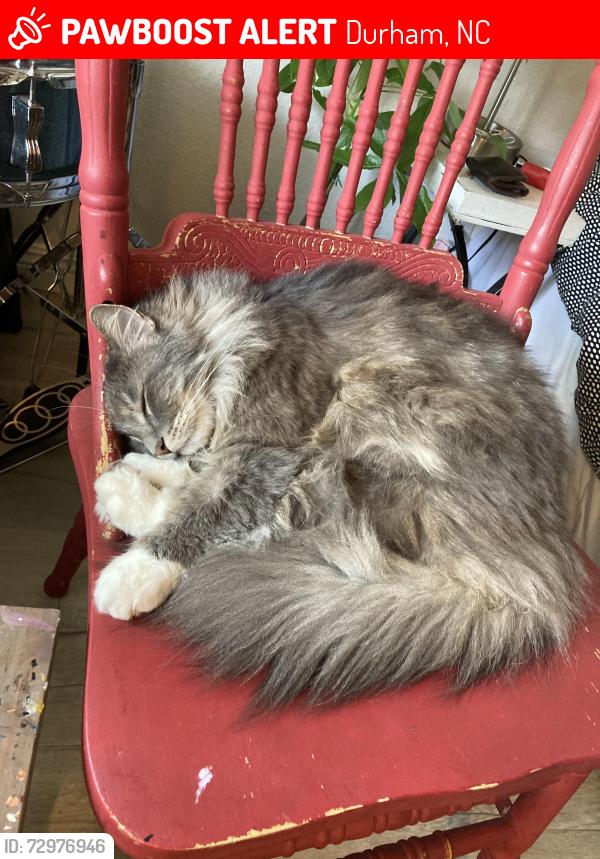 Lost Male Cat last seen Near the West Village dog park, Durham, NC 27701