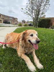 Reunited Female Dog last seen Oleander and baseline, Fontana, CA 92336