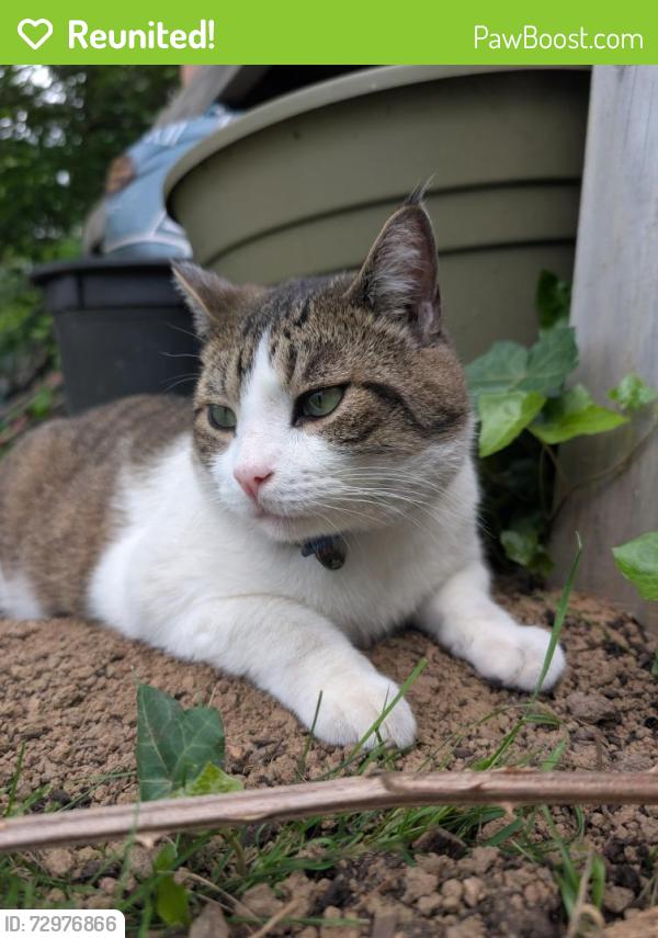 Reunited Male Cat last seen Near SW barbur blvd, Portland, OR 97239