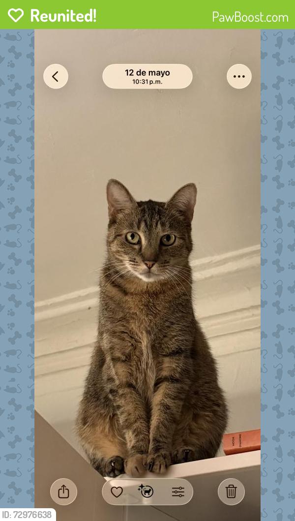 Reunited Female Cat last seen 464A MacDonough St, Brooklyn, NY 11233, USA, Brooklyn, NY 11233