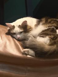 Reunited Male Cat last seen Leslie Reserve.. Mais or Laurie St, Reservoir, VIC 3073
