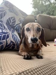 Reunited Female Dog last seen 49th ave larkspur dr, Glendale, AZ 85304