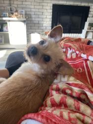 Reunited Female Dog last seen Northview and Haggin, Sacramento, CA 95833