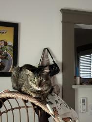 Lost Male Cat last seen 1st st, Long Beach, CA 90802