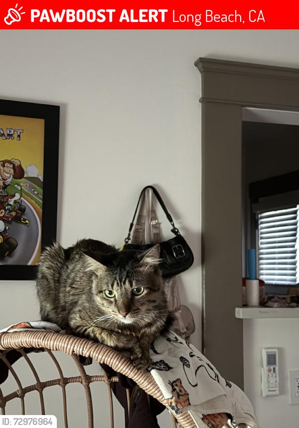 Lost Male Cat last seen 1st st, Long Beach, CA 90802