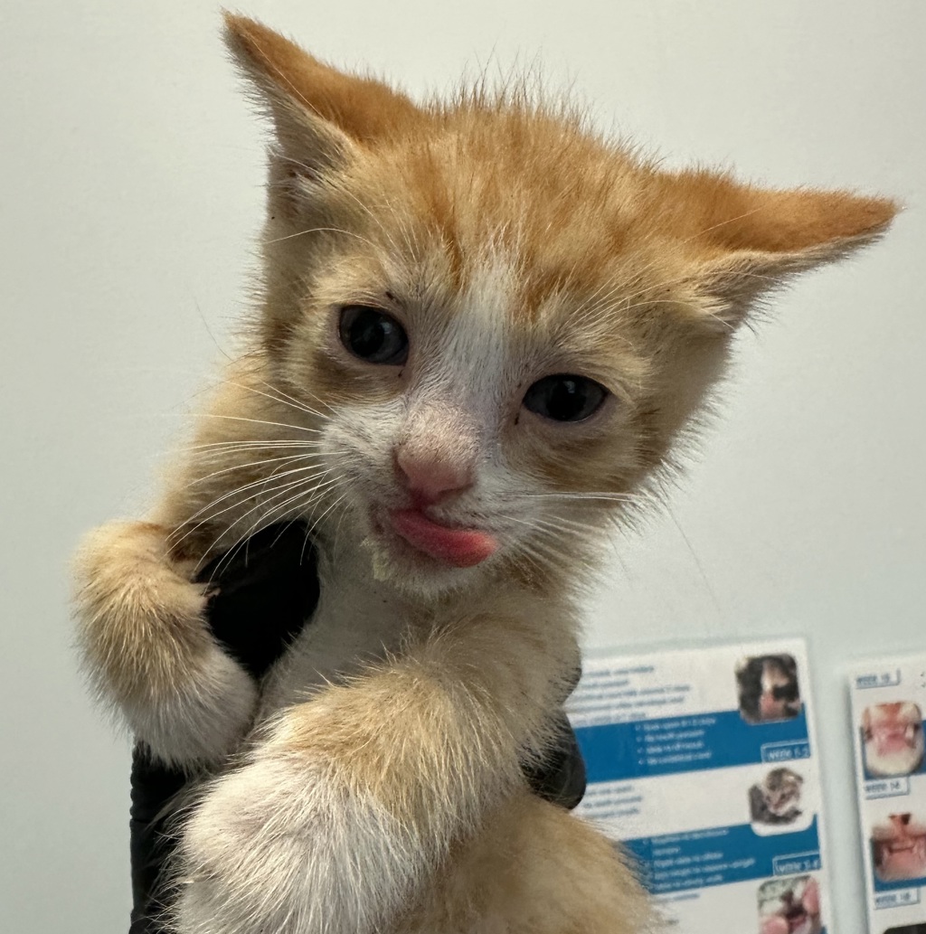 Shelter Stray Male Cat last seen Saturn Boulevard, San Diego, CA, 92154, San Diego, CA 92110