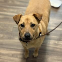 Shelter Stray Female Dog last seen W Point Loma Boulevard, San Diego, CA, 92107, 5500 Gaines St, San Diego, CA 92110, USA