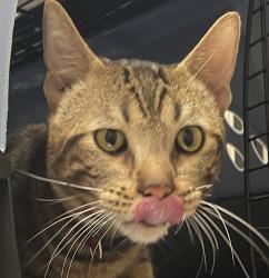 Shelter Stray Male Cat last seen Near Wisconsin Avenue, El Cajon, CA, 92020, El Cajon, CA 92020
