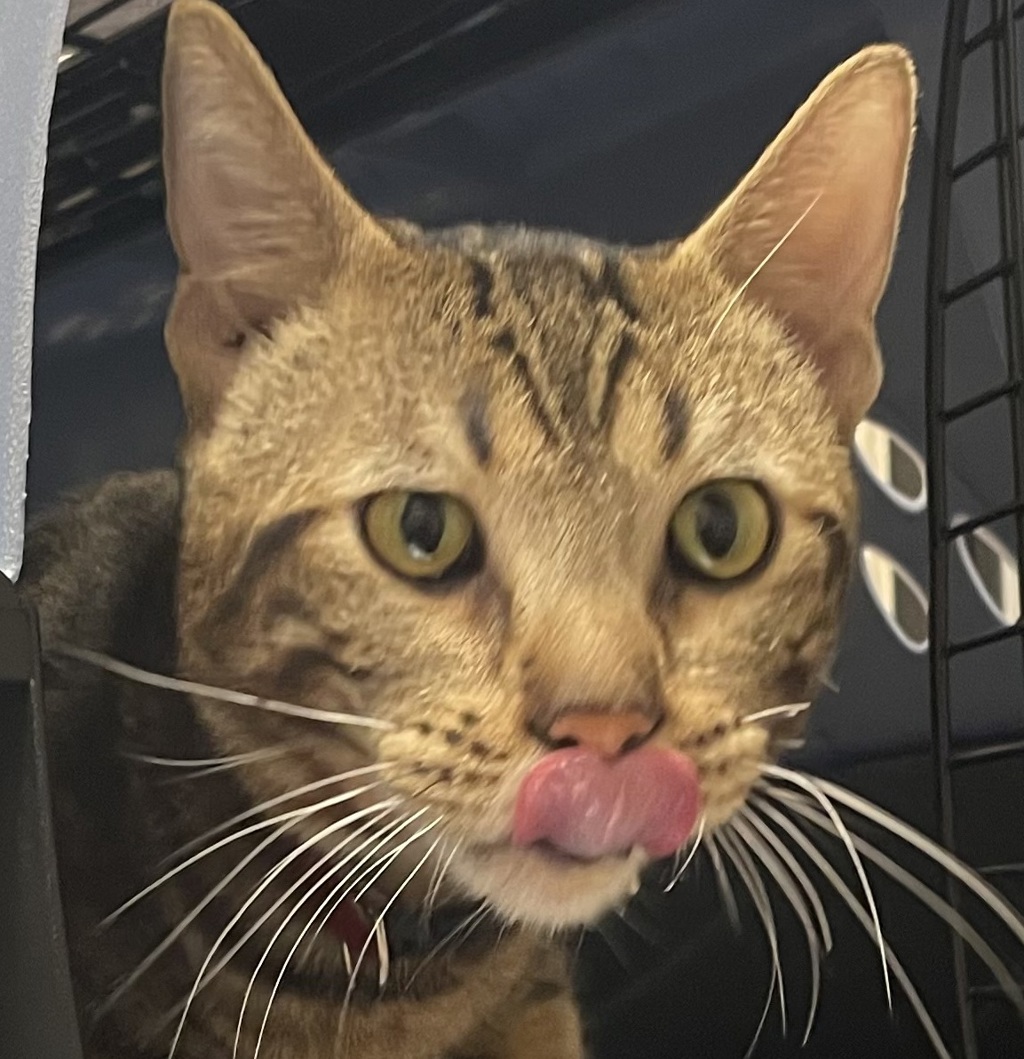 Shelter Stray Male Cat last seen Near Wisconsin Avenue, El Cajon, CA, 92020, El Cajon, CA 92020
