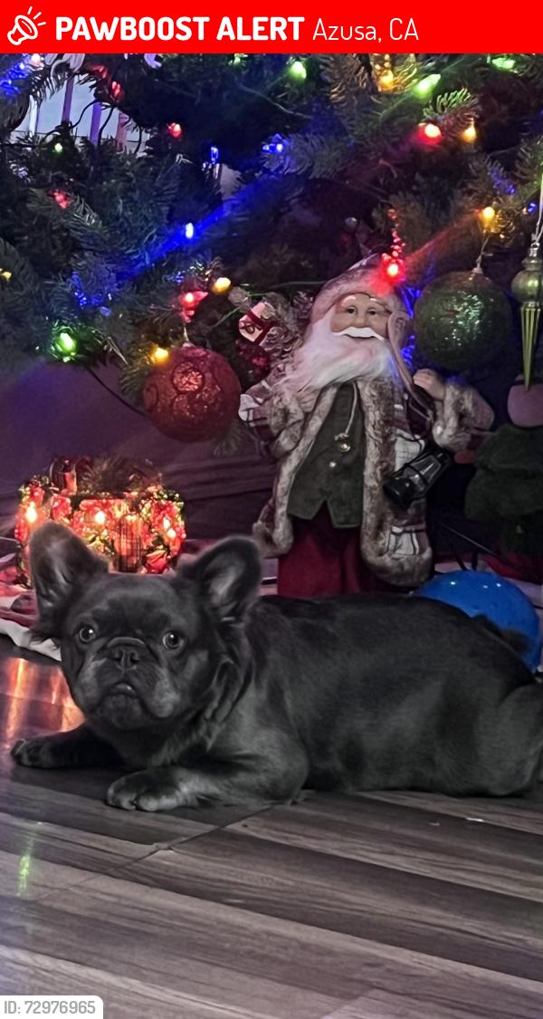 Lost Female Dog last seen N Vernon ave , Azusa, CA 91702