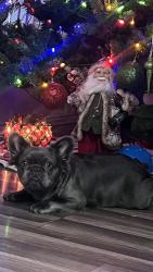 Lost Female Dog last seen N Vernon ave , Azusa, CA 91702