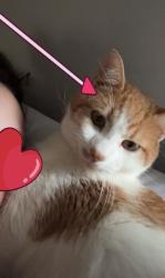Lost Male Cat last seen east 280 bypass phenix city alabama, Phenix City, AL 36869