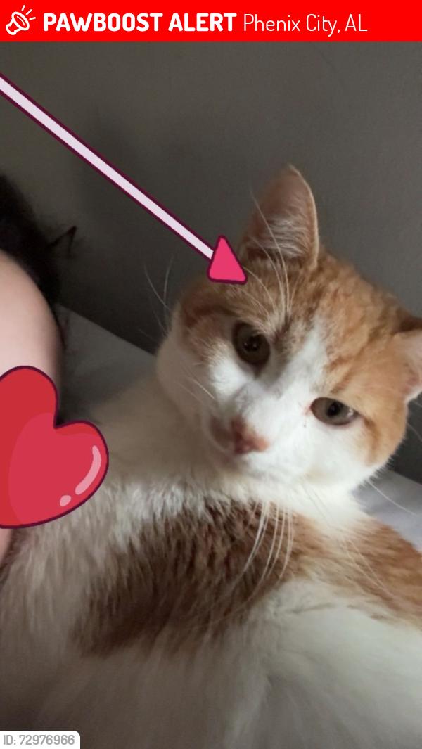 Lost Male Cat last seen east 280 bypass phenix city alabama, Phenix City, AL 36869