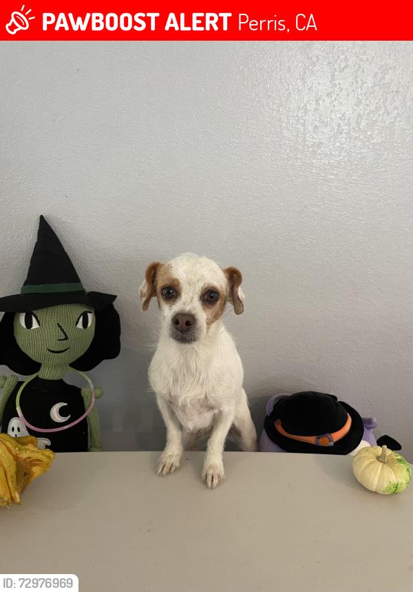 Lost Female Dog last seen Near Florey street , Perris, CA 92571