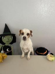Lost Female Dog last seen Near Florey street , Perris, CA 92571