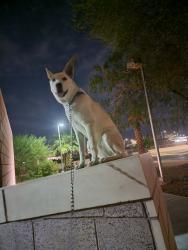 Reunited Female Dog last seen E curry rd , Tempe, AZ 85288