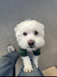 Reunited Male Dog last seen Apple Creek Dr, Perris, CA 92571, USA, Perris, CA 92571