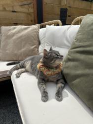 Reunited Female Cat last seen 83rd and 13th Ave NW , Seattle, WA 98117