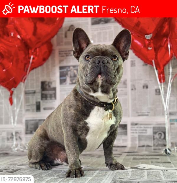 Lost Male Dog last seen Fowler and tulare, Fresno, CA 93727
