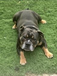 Reunited Male Dog last seen Near Boeing St, Moreno Valley, CA 92553, USA, Moreno Valley, CA 92553