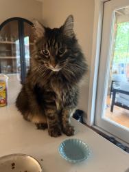 Reunited Male Cat last seen Armitage & Kedzie, Chicago, IL 60647