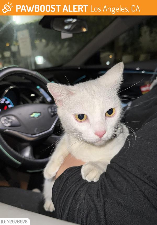 Found/Stray Unknown Cat last seen Cahuenga, Los Angeles, CA 90028