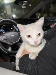 Found/Stray Unknown Cat last seen Cahuenga, Los Angeles, CA 90028
