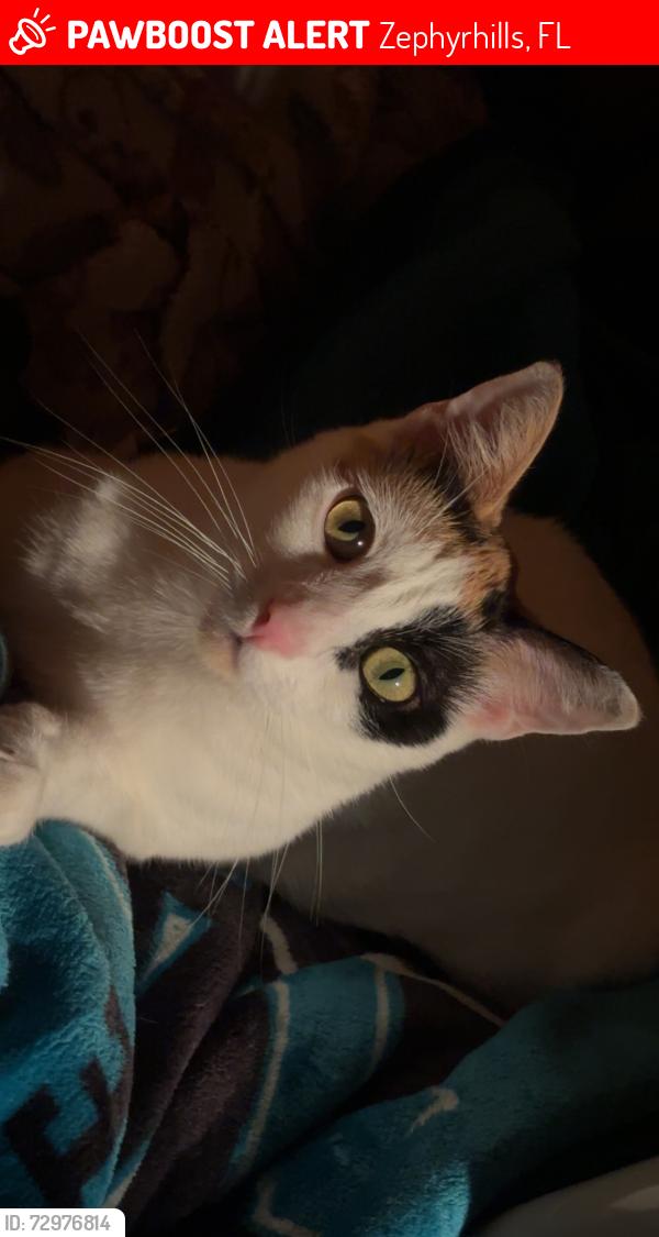 Lost Female Cat last seen Lynbrook dr and Sr 54, Zephyrhills, FL 33540