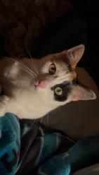 Lost Female Cat last seen Lynbrook dr and Sr 54, Zephyrhills, FL 33540
