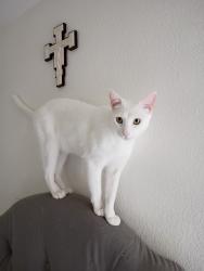 Lost Male Cat last seen Marina Liquor , Seal Beach, CA 90740